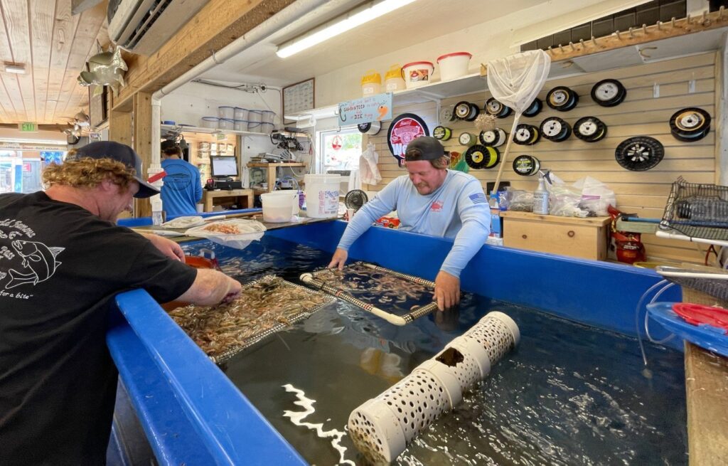 two guys sifting shrimps out of a water tank.