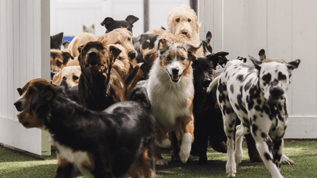 A group of dogs at a dog care facility
