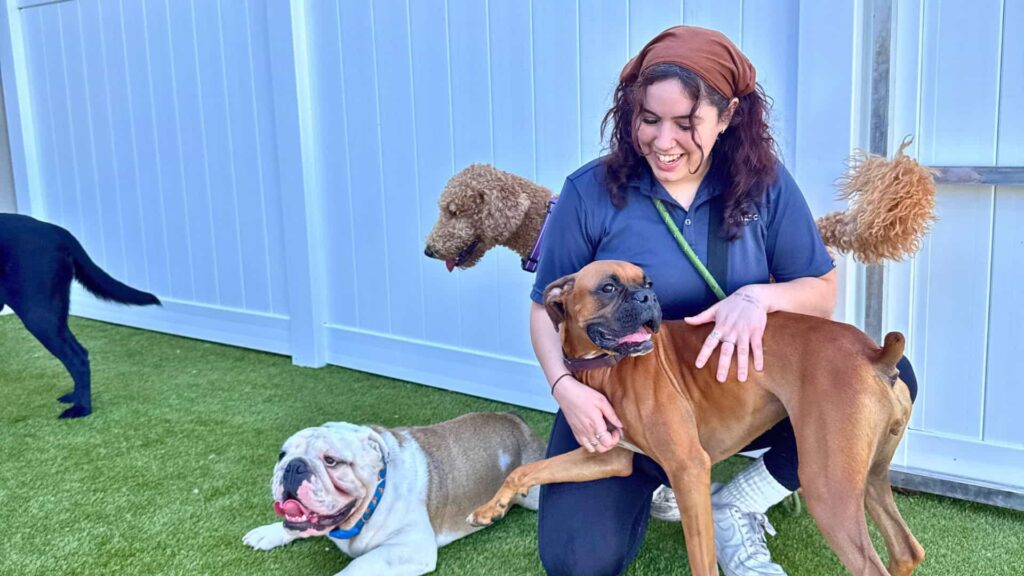 A group of dogs at a dog care facility