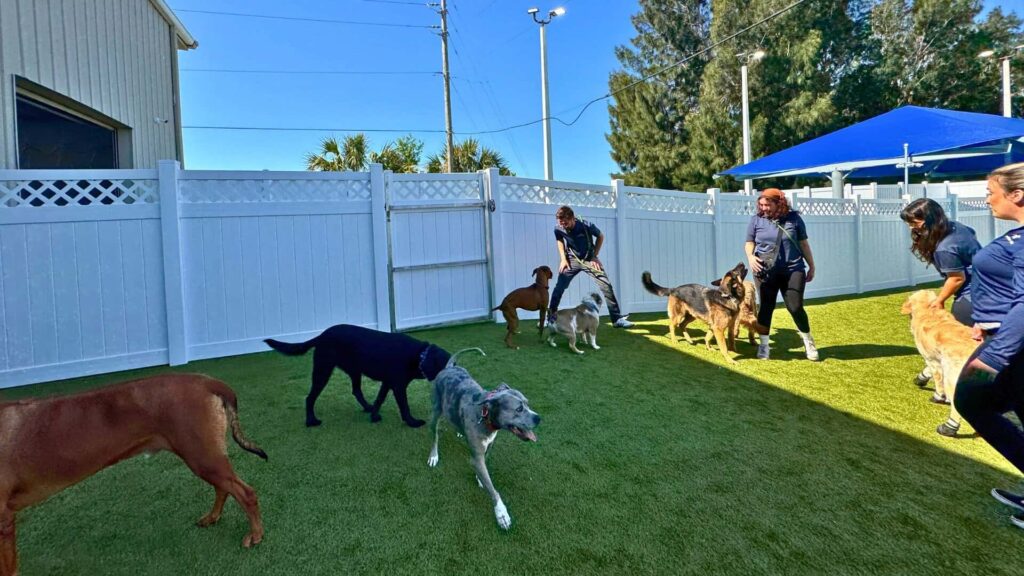 A group of dogs at a dog care facility